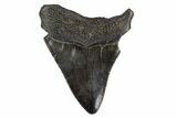 Serrated, Fossil Megalodon Tooth - South Carolina #306245-1